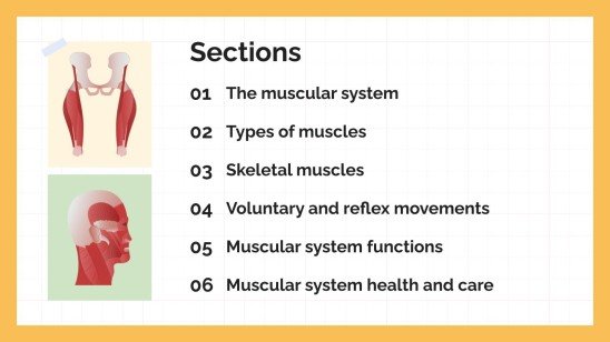 Le système musculaire Modèles de présentation