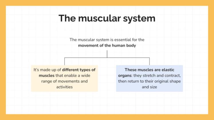 Le système musculaire Modèles de présentation