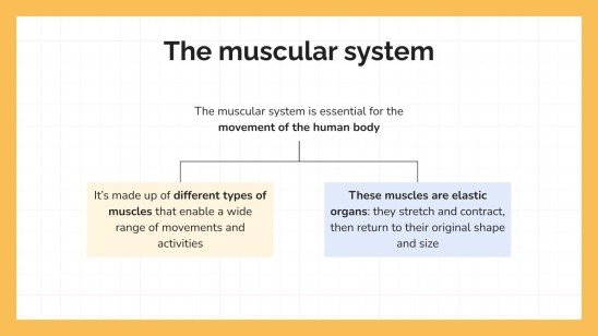 Le système musculaire Modèles de présentation
