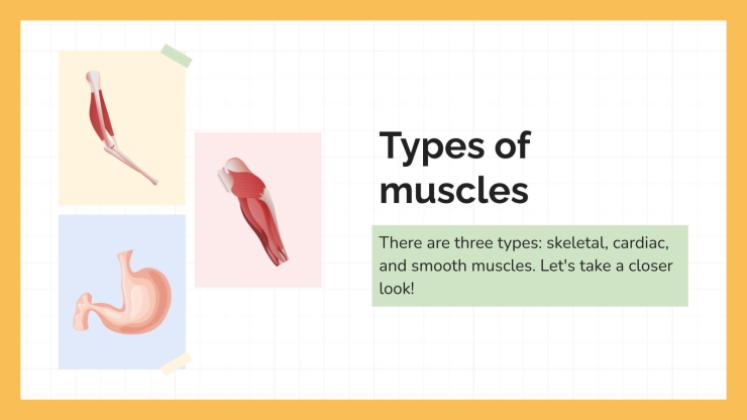 Le système musculaire Modèles de présentation