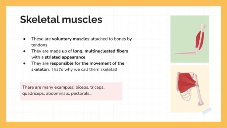 Le système musculaire Modèles de présentation