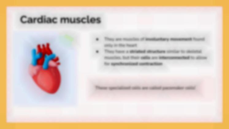 Le système musculaire Modèles de présentation
