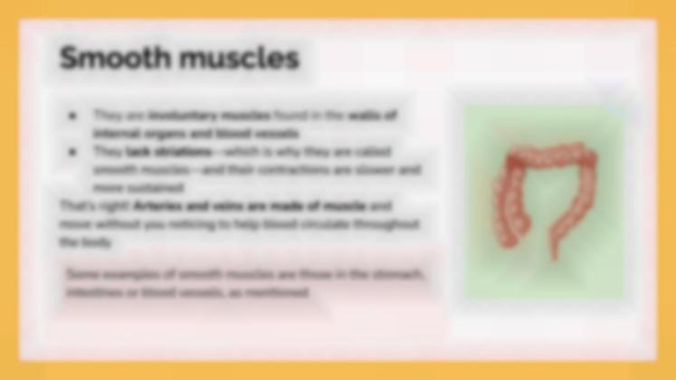 Le système musculaire Modèles de présentation