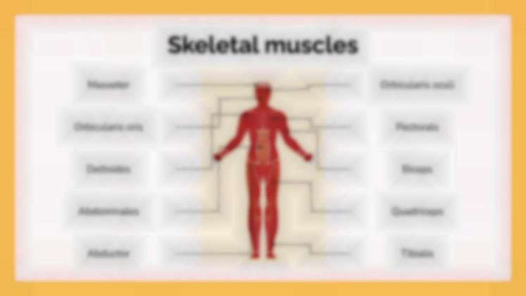 Le système musculaire Modèles de présentation