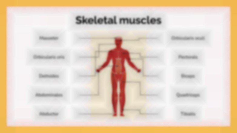 Le système musculaire Modèles de présentation