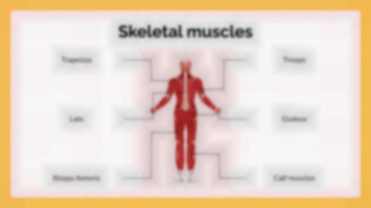 Le système musculaire Modèles de présentation