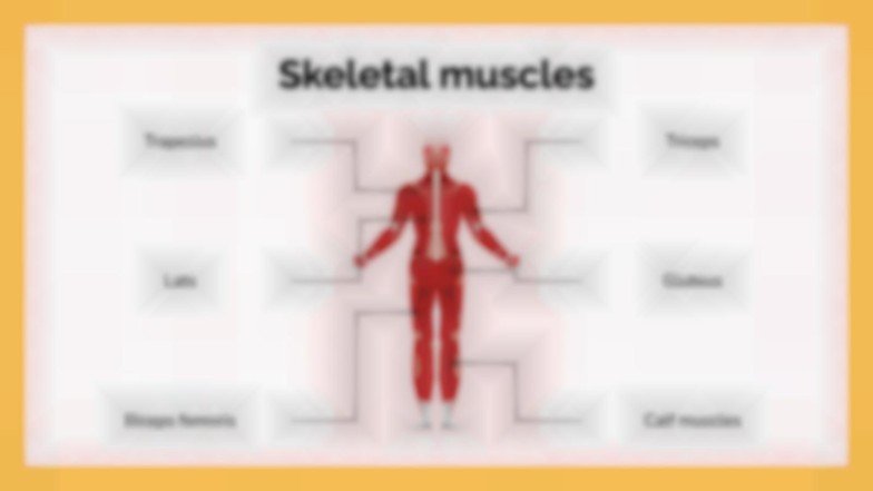 Le système musculaire Modèles de présentation