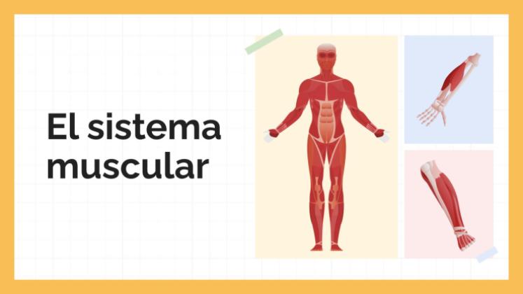 Plantilla de presentación El sistema muscular
