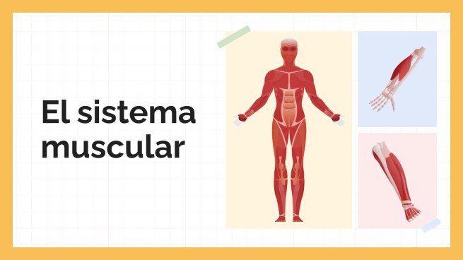 Plantilla de presentación El sistema muscular