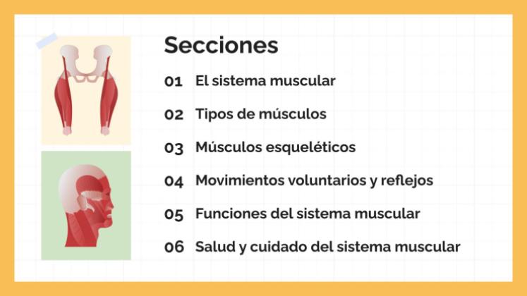 Plantilla de presentación El sistema muscular