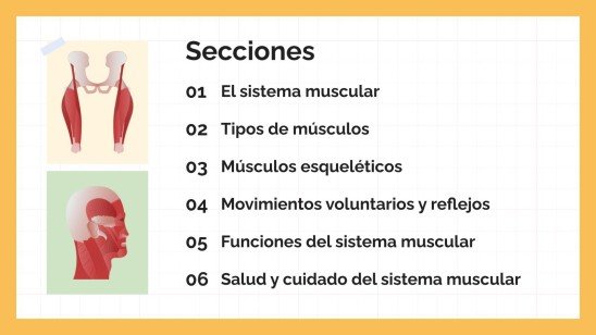 Plantilla de presentación El sistema muscular