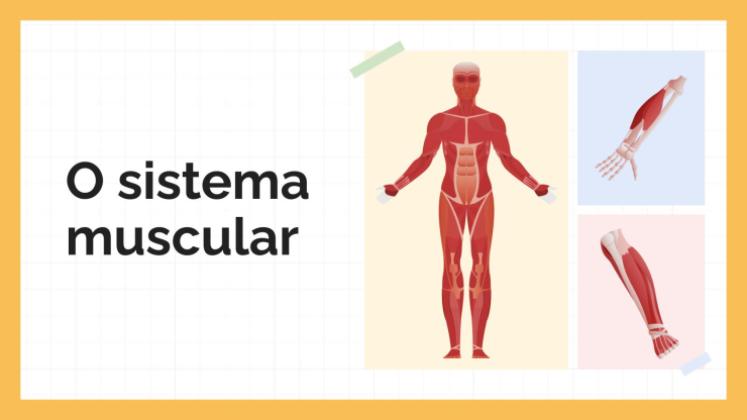 Modelo de apresentação O Sistema Muscular