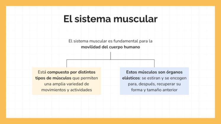 Plantilla de presentación El sistema muscular