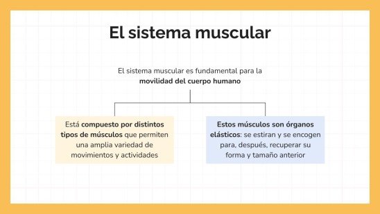 Plantilla de presentación El sistema muscular