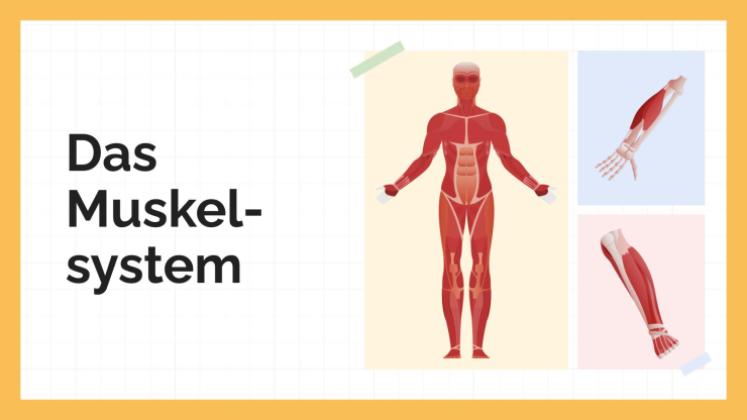 Das Muskelsystem Präsentationsvorlage