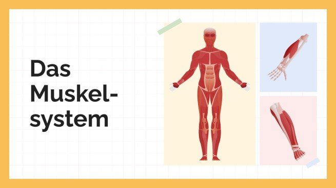 Das Muskelsystem Präsentationsvorlage