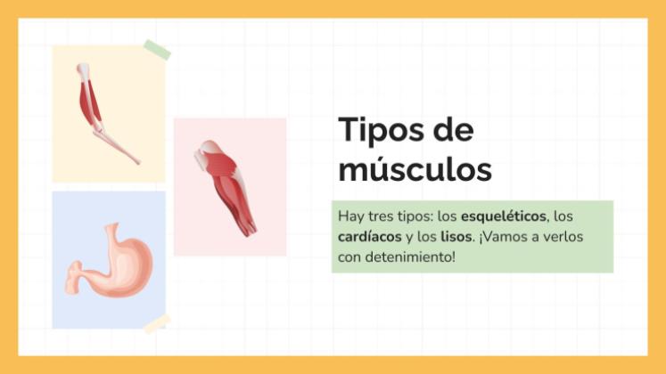 Plantilla de presentación El sistema muscular