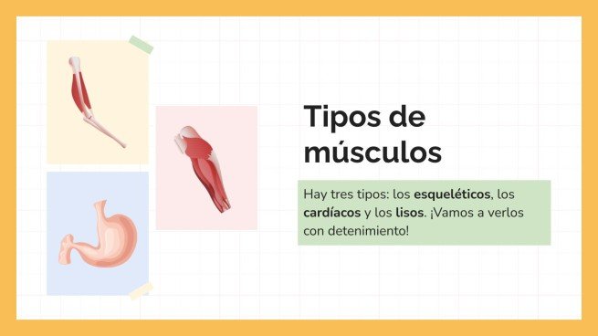 Plantilla de presentación El sistema muscular