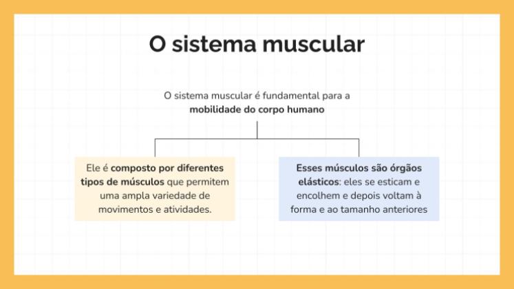 Modelo de apresentação O Sistema Muscular