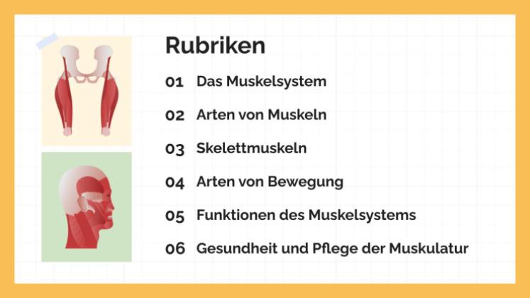 Das Muskelsystem Präsentationsvorlage