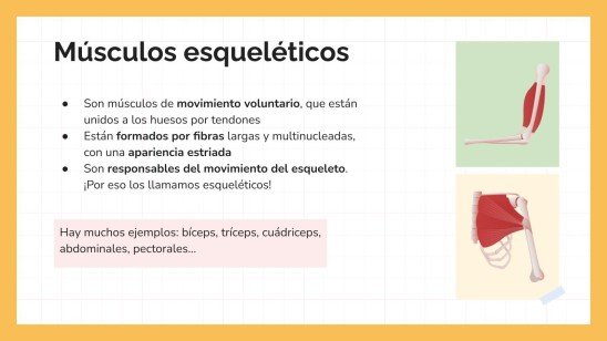 Plantilla de presentación El sistema muscular