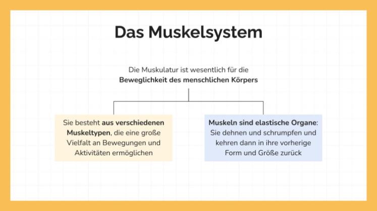 Das Muskelsystem Präsentationsvorlage