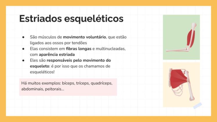 Modelo de apresentação O Sistema Muscular