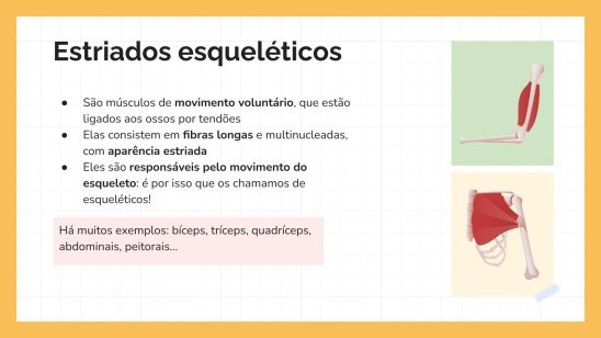 Modelo de apresentação O Sistema Muscular