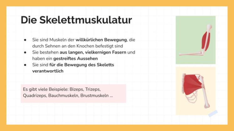 Das Muskelsystem Präsentationsvorlage