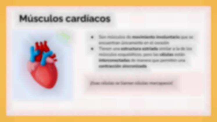 Plantilla de presentación El sistema muscular