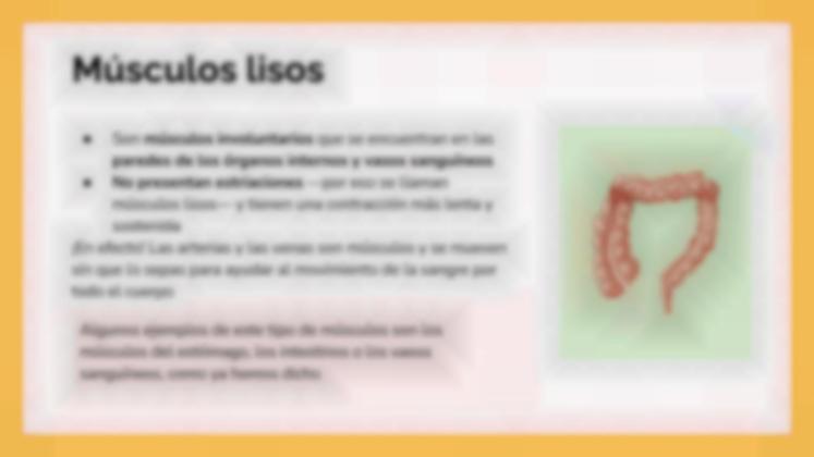 Plantilla de presentación El sistema muscular