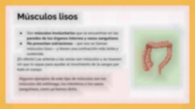 Plantilla de presentación El sistema muscular