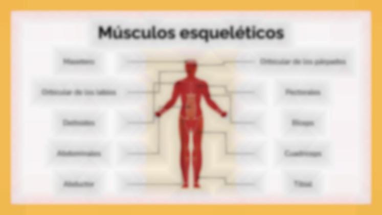 Plantilla de presentación El sistema muscular