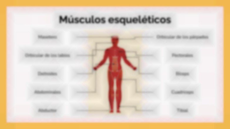 Plantilla de presentación El sistema muscular