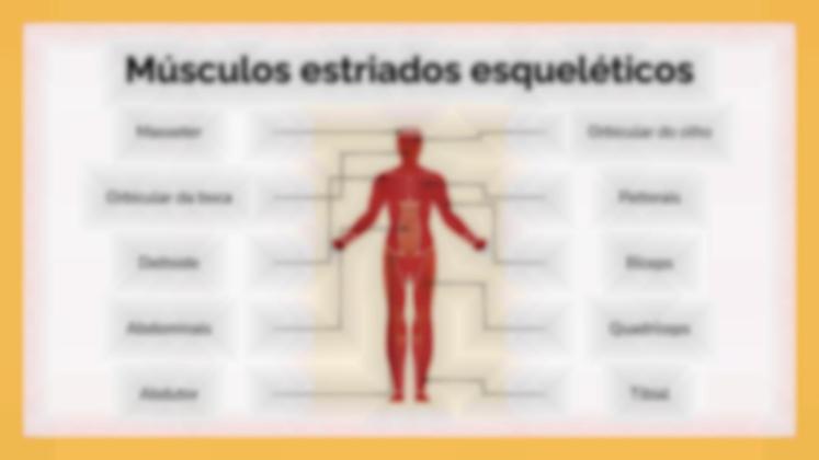 Modelo de apresentação O Sistema Muscular