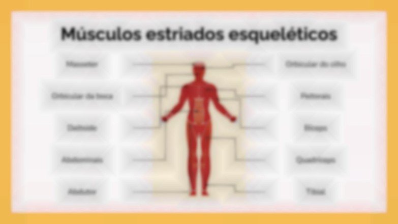 Modelo de apresentação O Sistema Muscular