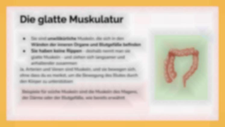 Das Muskelsystem Präsentationsvorlage