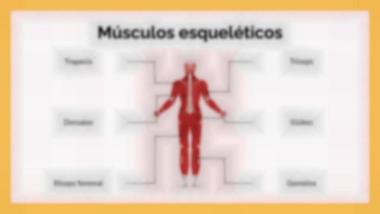 Plantilla de presentación El sistema muscular