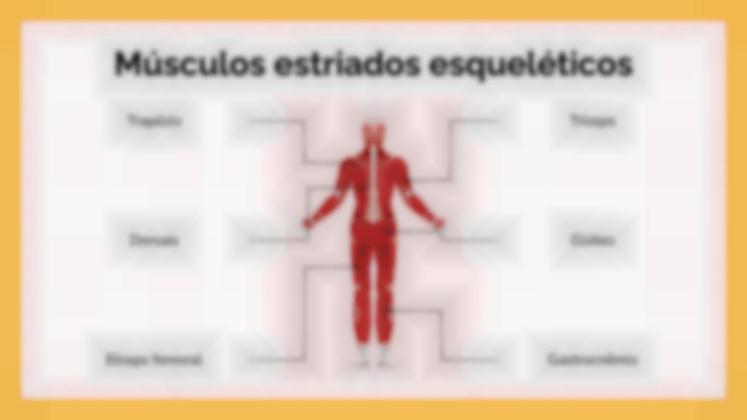 Modelo de apresentação O Sistema Muscular