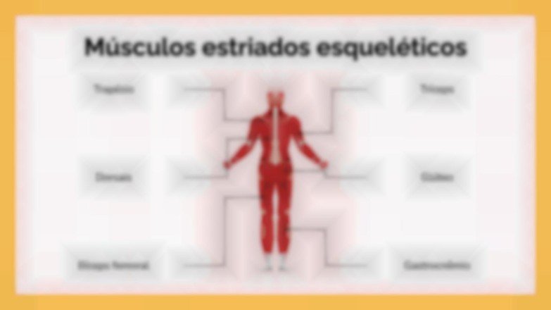 Modelo de apresentação O Sistema Muscular