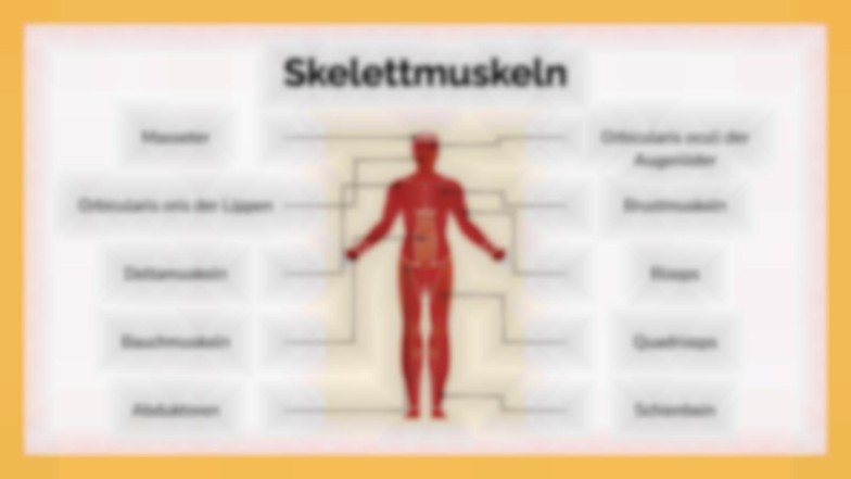 Das Muskelsystem Präsentationsvorlage