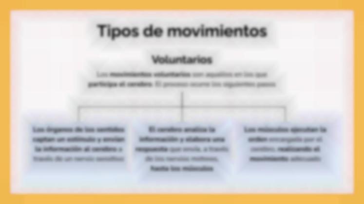 Plantilla de presentación El sistema muscular