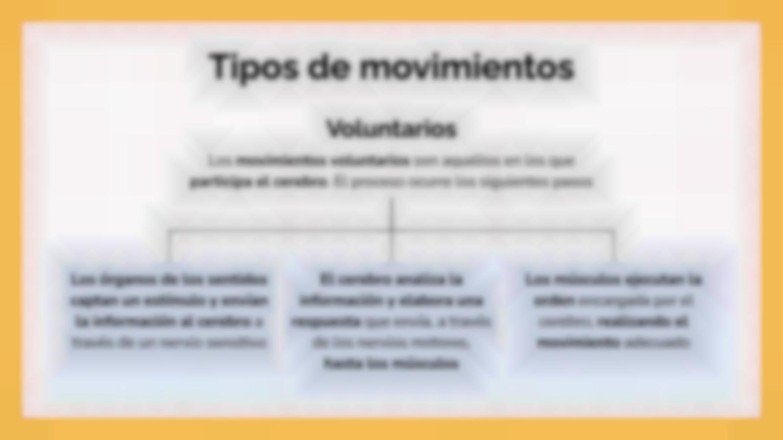 Plantilla de presentación El sistema muscular