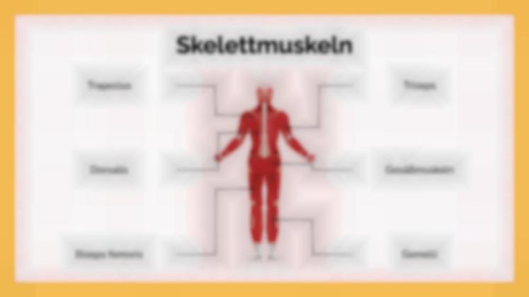 Das Muskelsystem Präsentationsvorlage