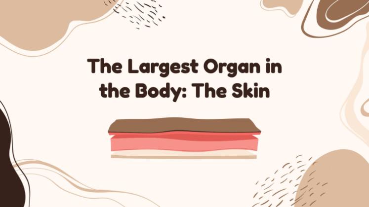 The Largest Organ of the Body: The Skin presentation template 