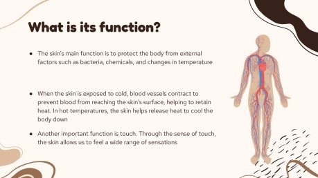 The Largest Organ of the Body: The Skin presentation template 