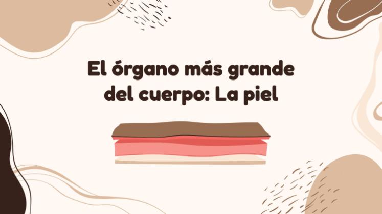 Plantilla de presentación El órgano más grande del cuerpo: la piel