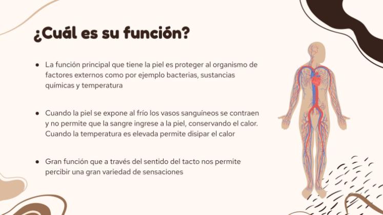 Plantilla de presentación El órgano más grande del cuerpo: la piel