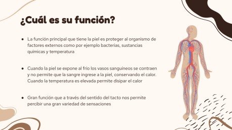 Plantilla de presentación El órgano más grande del cuerpo: la piel