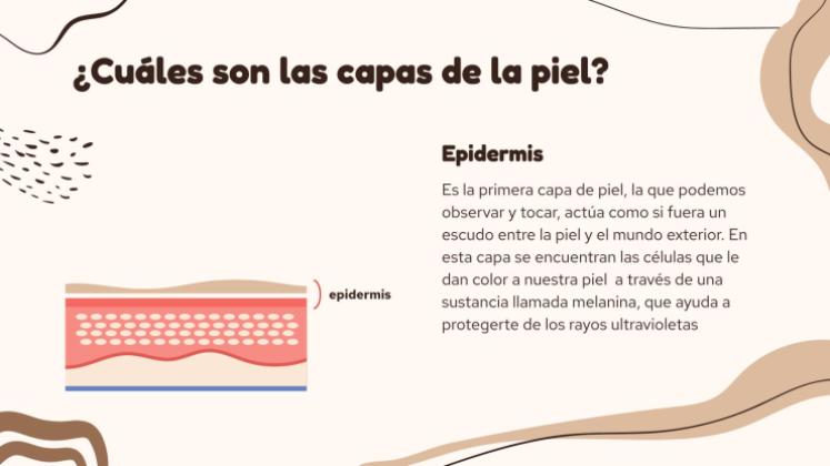 Plantilla de presentación El órgano más grande del cuerpo: la piel